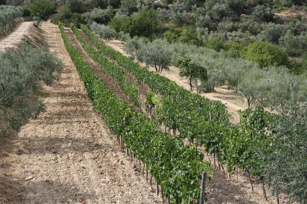 Hotel Agriturismo Podere Somigli di Lorenzo Correani Greve in Chianti Esterno foto