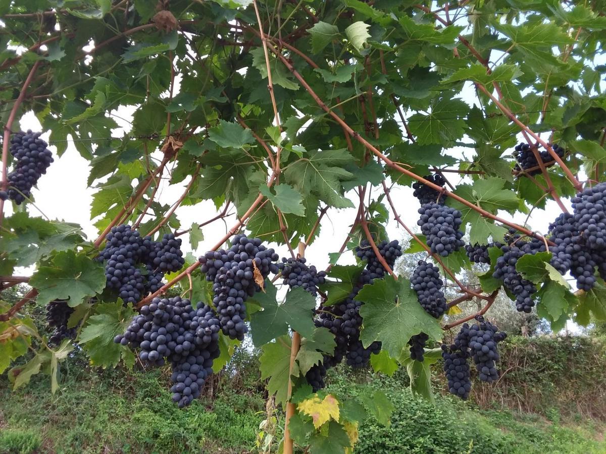 Hotel Agriturismo Podere Somigli di Lorenzo Correani Greve in Chianti Esterno foto